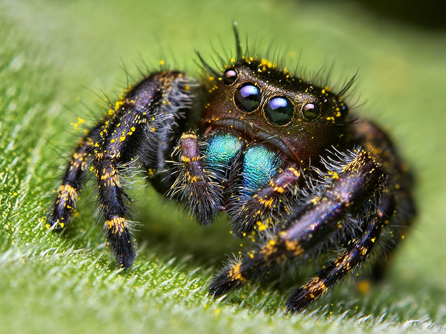 jumping-spiders-macr