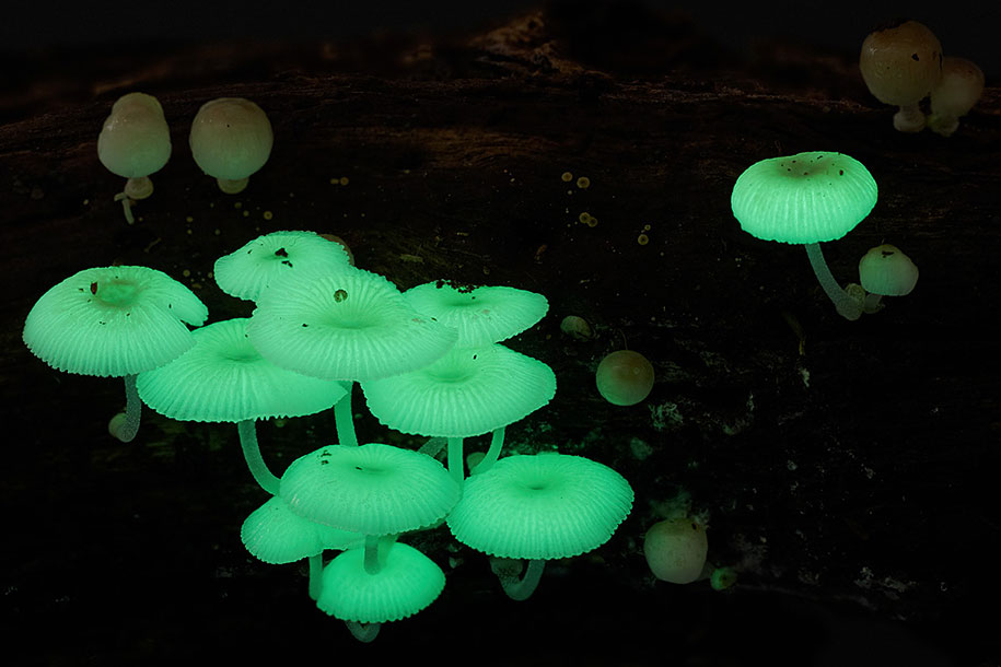 fungi-mushrooms-photography-steve-axford