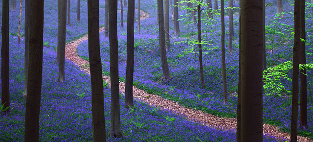 bluebell-forest-hallerbos-belgium-nature-photography-thumb640.jpg