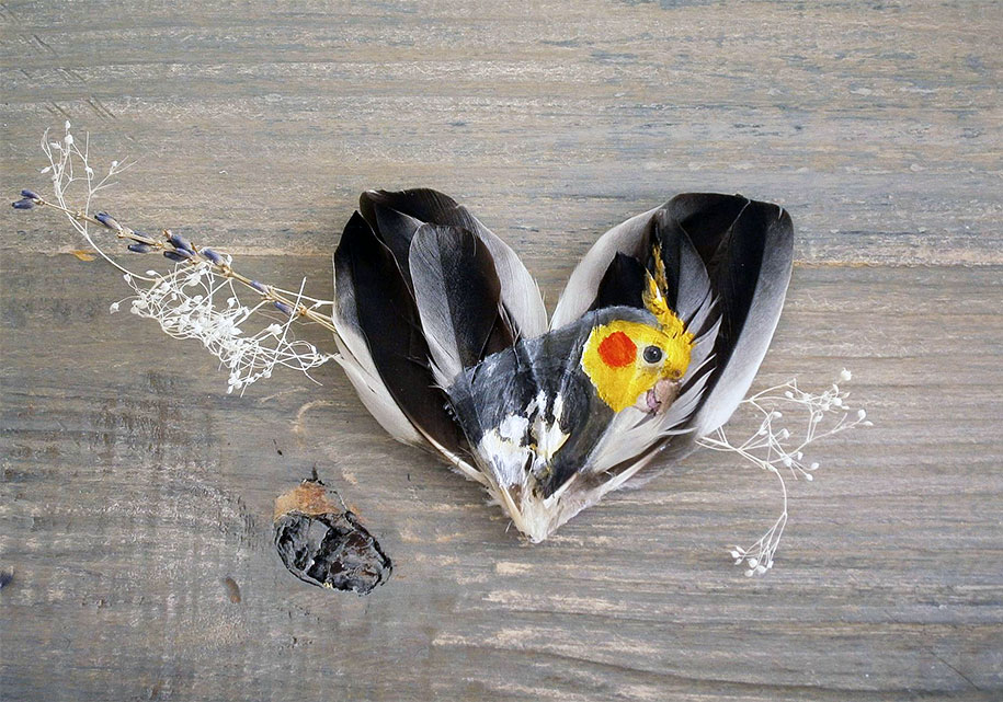animal-bird-painting-feathers-oil-acrylic-paint-jamie-homeister-16