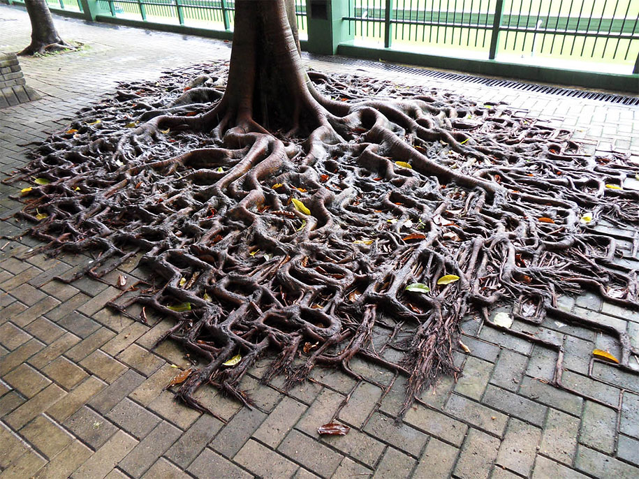 beautiful=tree-root-patterns-concrete-1