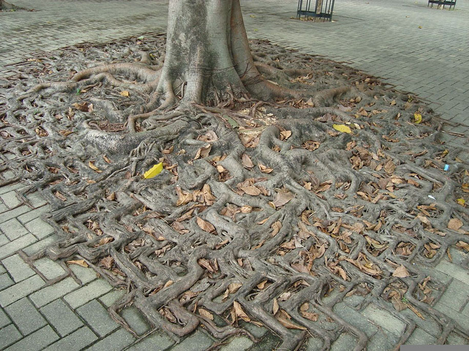 beautiful=tree-root-patterns-concrete-12