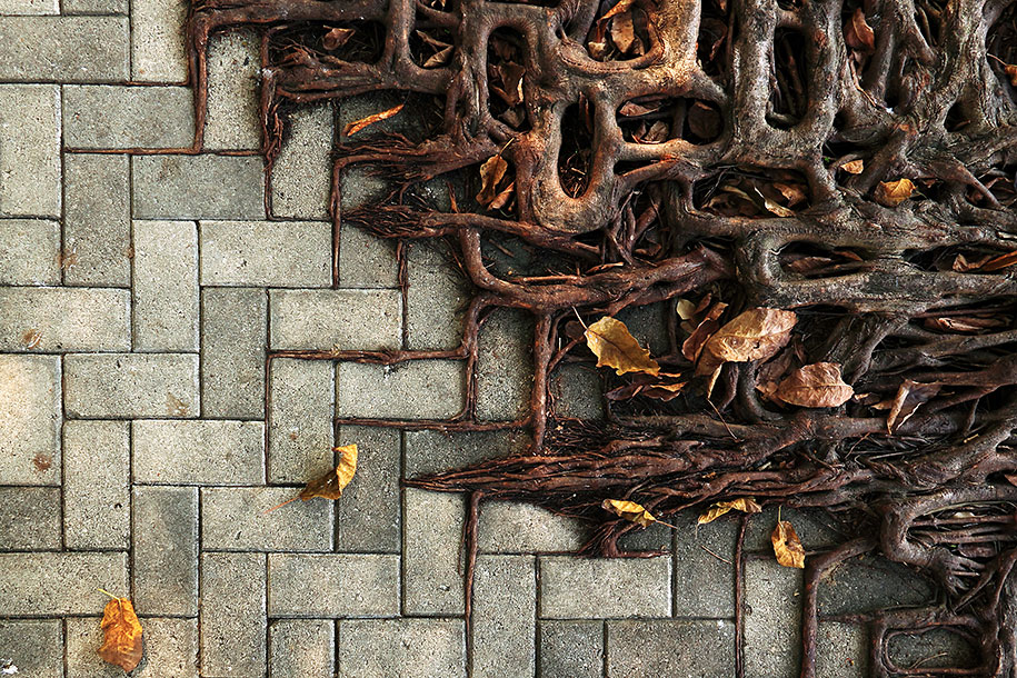 beautiful=tree-root-patterns-concrete-2