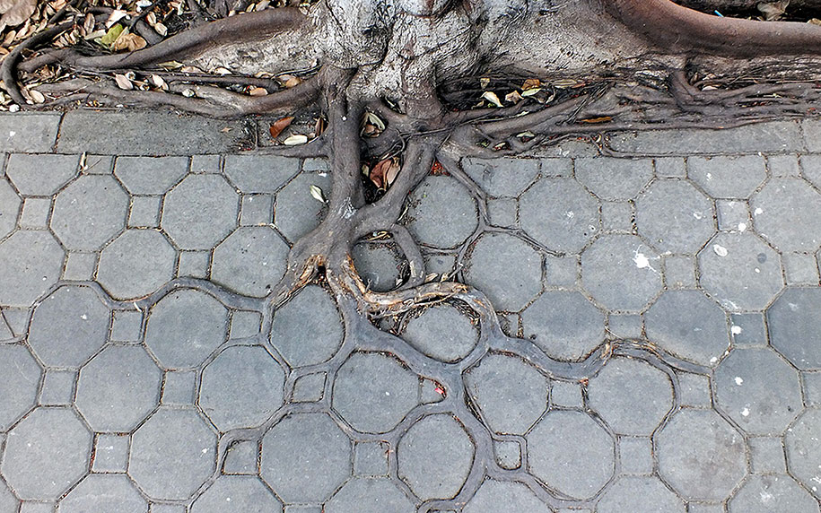 beautiful=tree-root-patterns-concrete-4