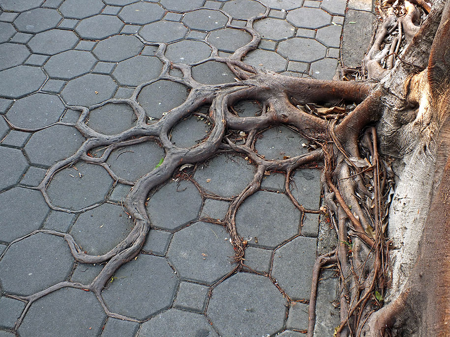 beautiful=tree-root-patterns-concrete-5