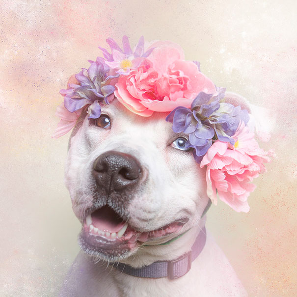 flower-power-pit-bulls-of-the-revolution-photography-sophie-gamand-9