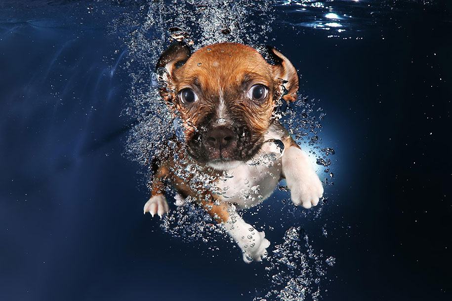 underwater-puppy-animal-photography-seth-casteel-1