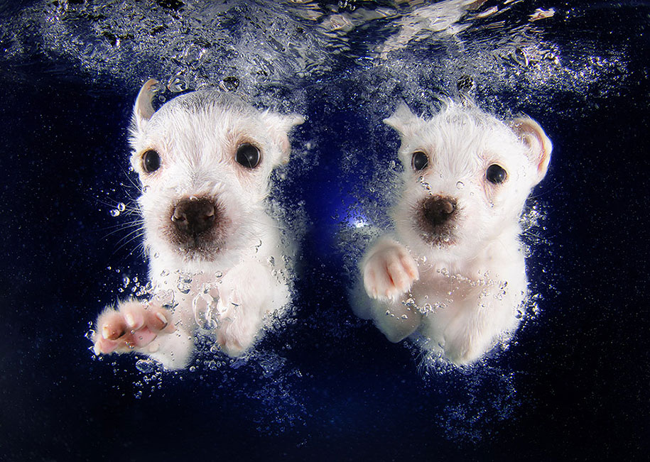 underwater-puppy-animal-photography-seth-casteel-10