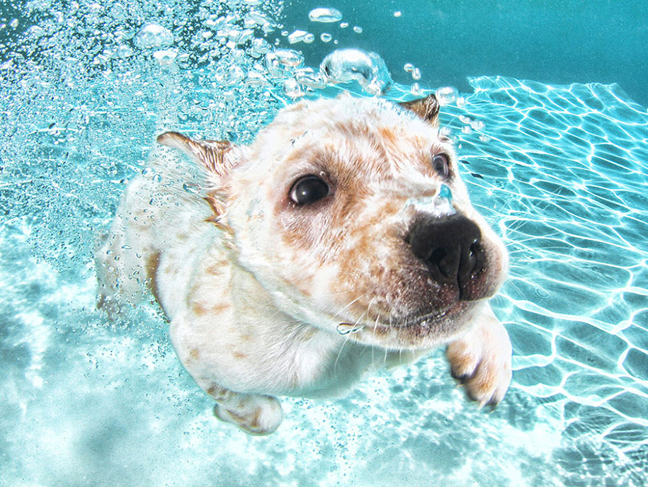 underwater-puppy-animal-photography-seth-casteel-2