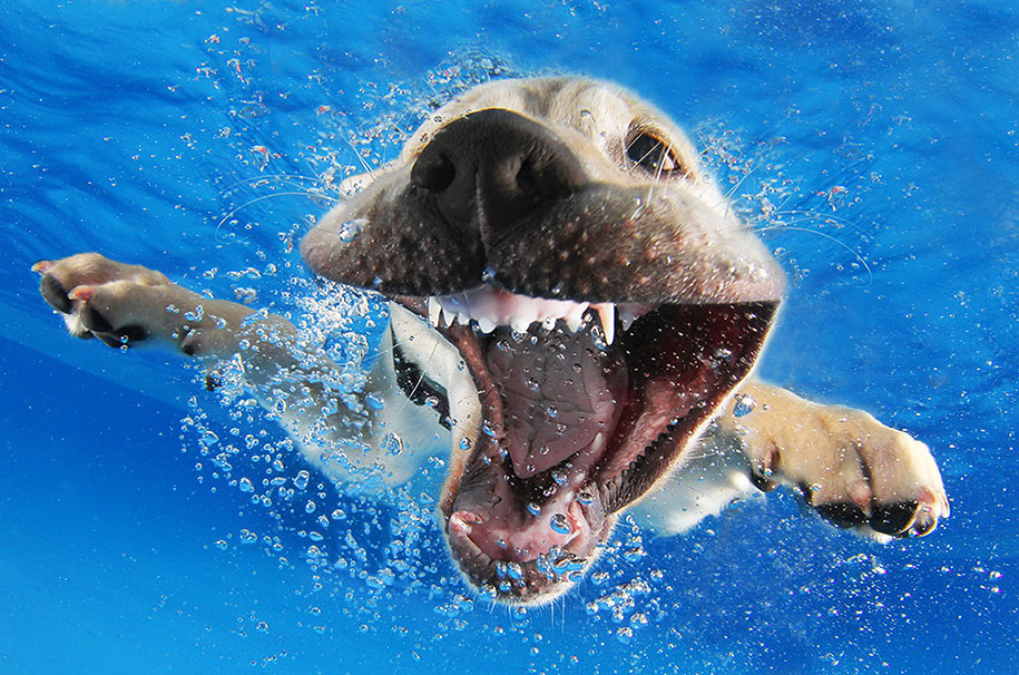 underwater-puppy-animal-photography-seth-casteel-3