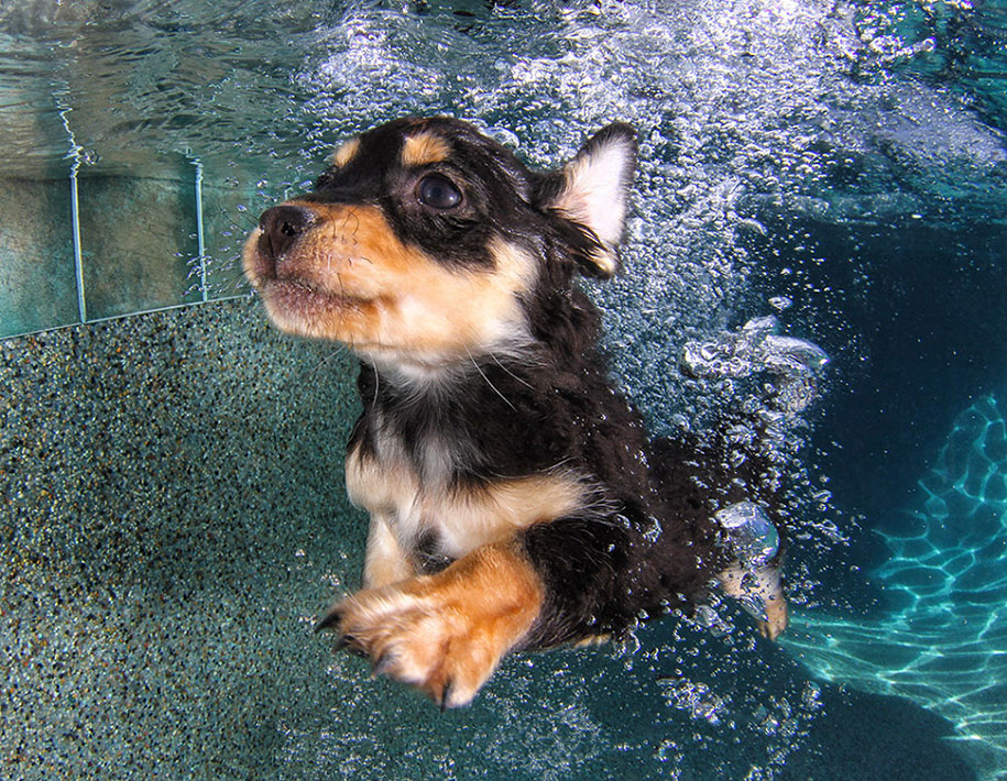 underwater-puppy-animal-photography-seth-casteel-5