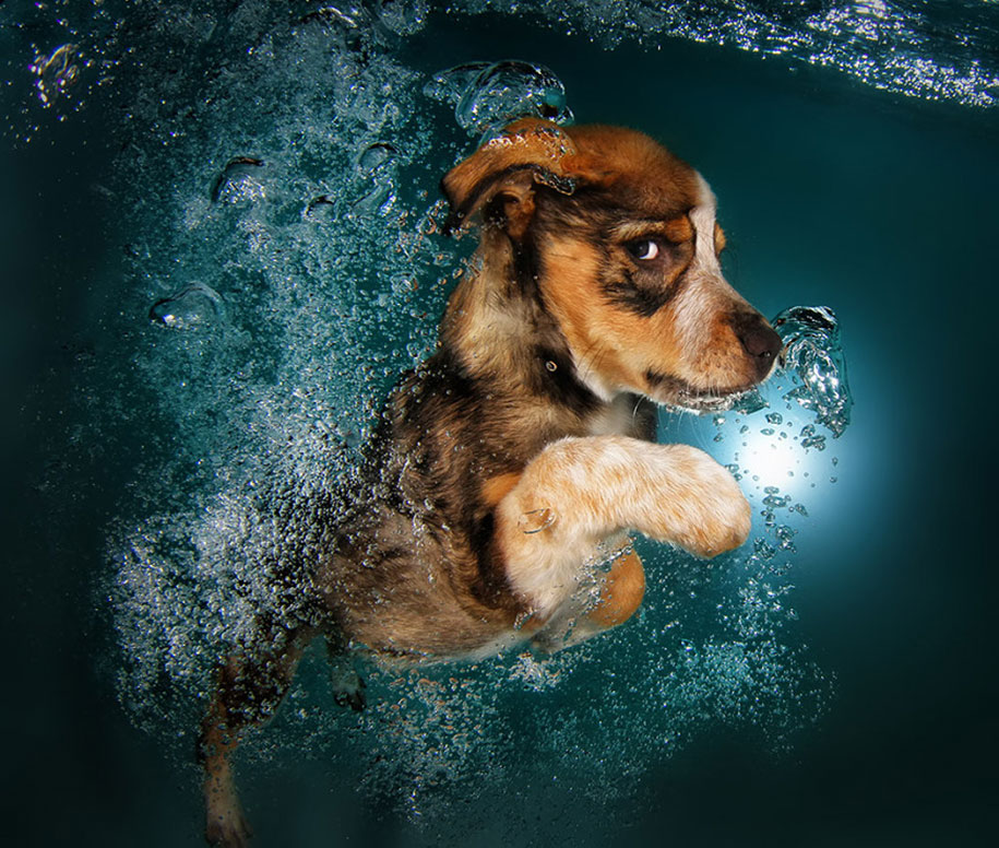 underwater-puppy-animal-photography-seth-casteel-7