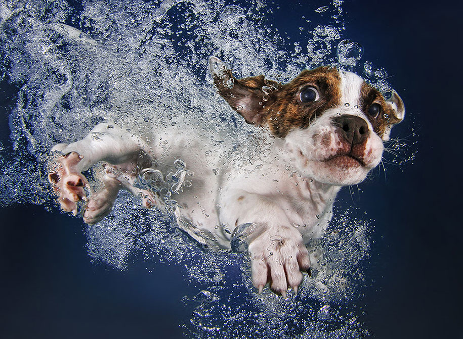 underwater-puppy-animal-photography-seth-casteel-8