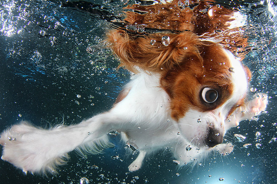 underwater-puppy-animal-photography-seth-casteel-9