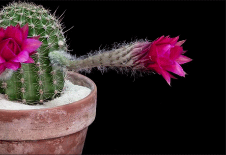 http://www.demilked.com/magazine/wp-content/uploads/2015/01/echinopsis-cactus-flowers-blossom-time-lapse-greg-krehel-1.gif
