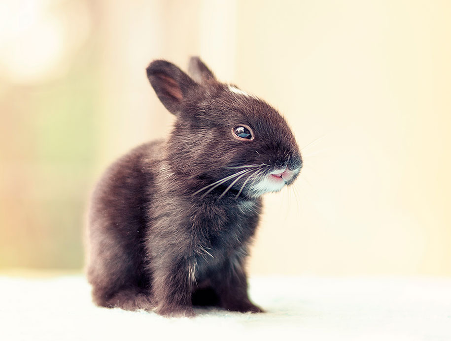 cute-bunny-baby-growing-up-ashraful-arefin-1