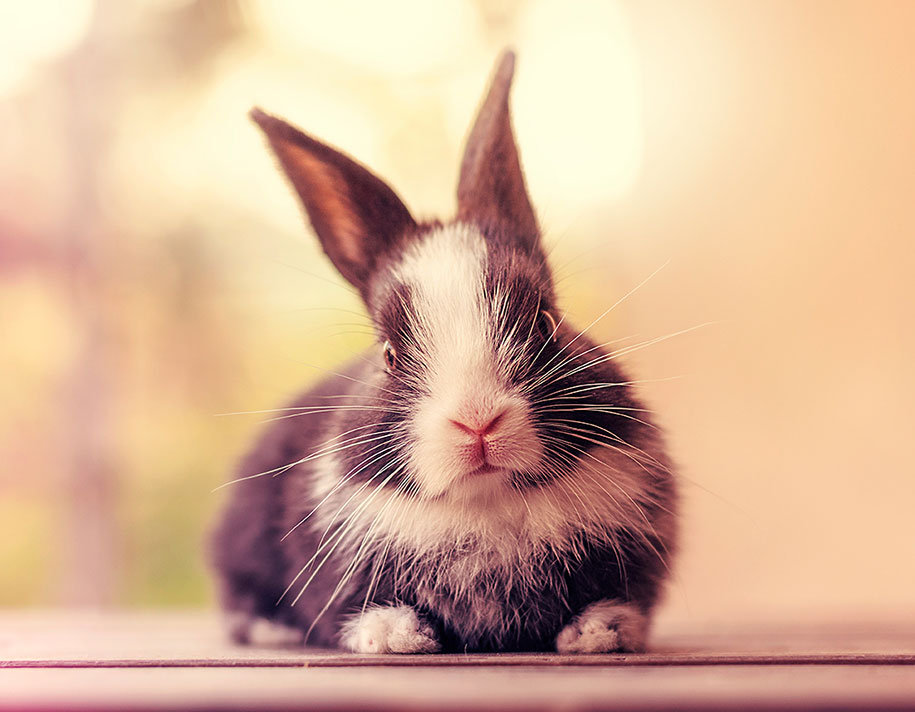 cute-bunny-baby-growing-up-ashraful-arefin-11