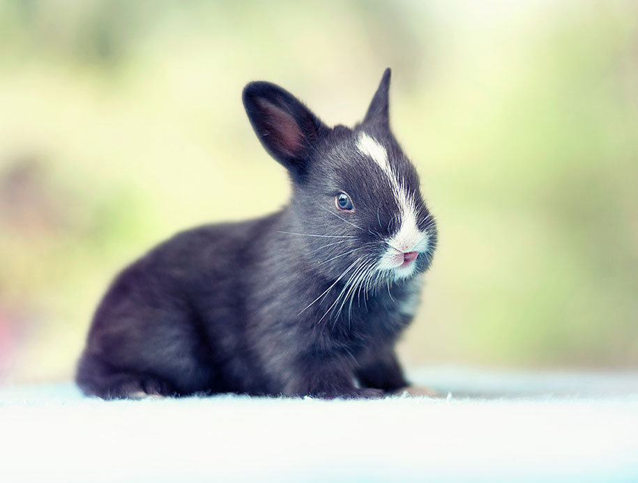 cute-bunny-baby-growing-up-ashraful-arefin-14