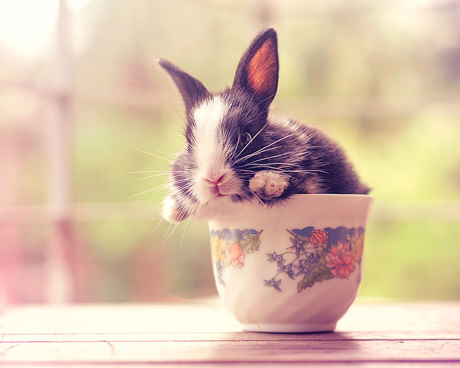 cute-bunny-baby-growing-up-ashraful-arefin-15