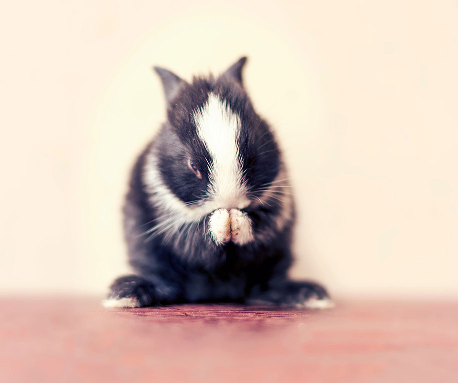 cute-bunny-baby-growing-up-ashraful-arefin-4