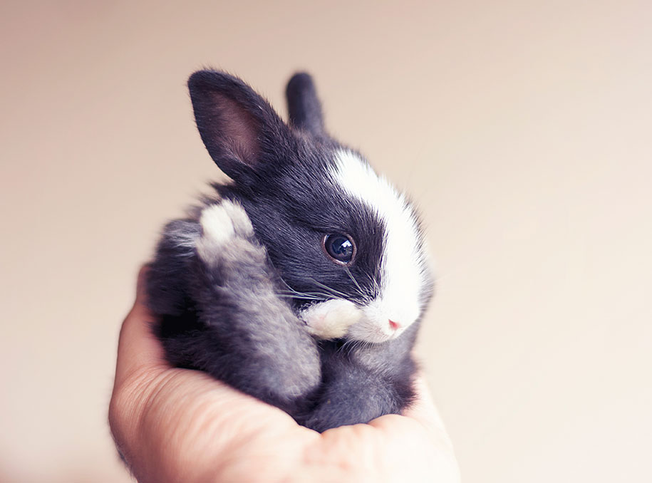 cute-bunny-baby-growing-up-ashraful-arefin-5