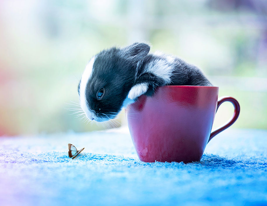 cute-bunny-baby-growing-up-ashraful-arefin-6