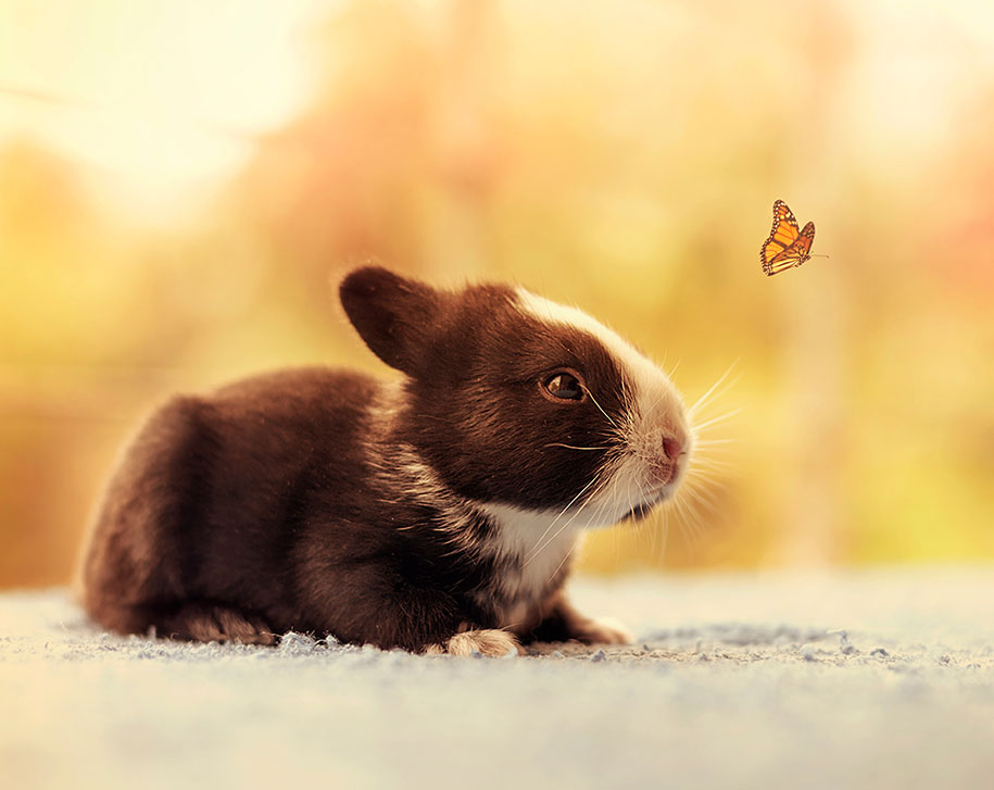 cute-bunny-baby-growing-up-ashraful-arefin-7