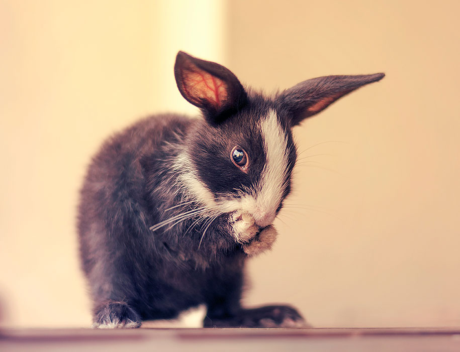 cute-bunny-baby-growing-up-ashraful-arefin-8