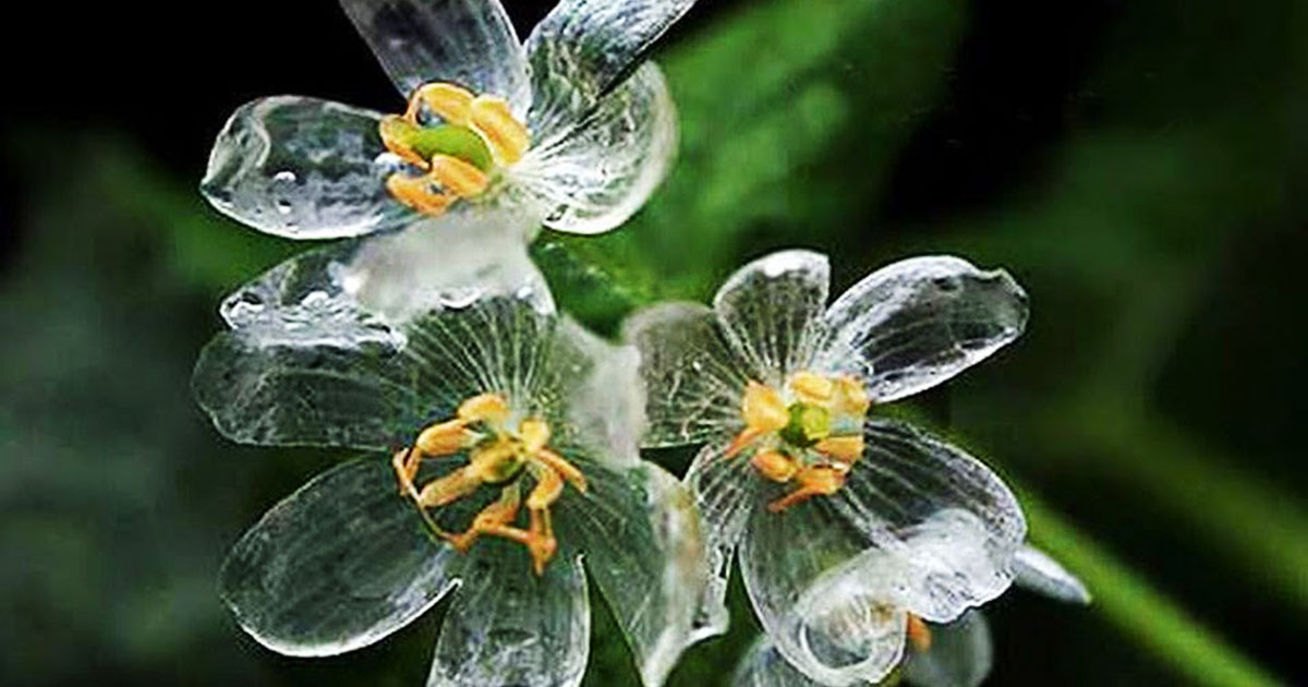 “Skeleton Flowers” Turn Transparent In The Rain