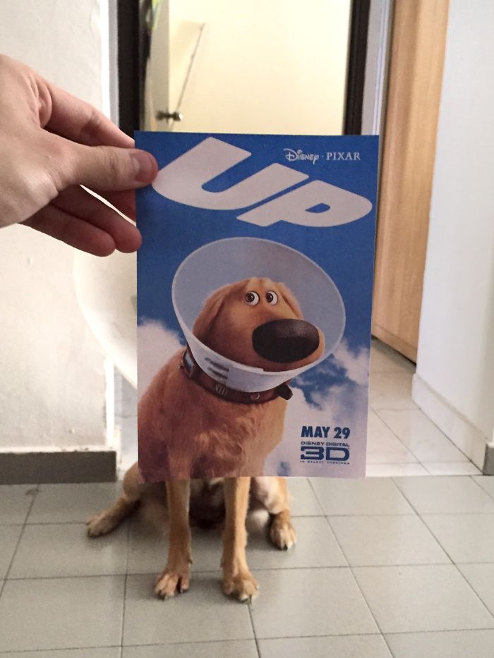 movie-posters-recreations-real-puppies-mashups-jaemy-choong-9