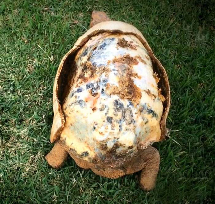 tortoise-freddy-survives-fire-gets-3d-printed-shell-1