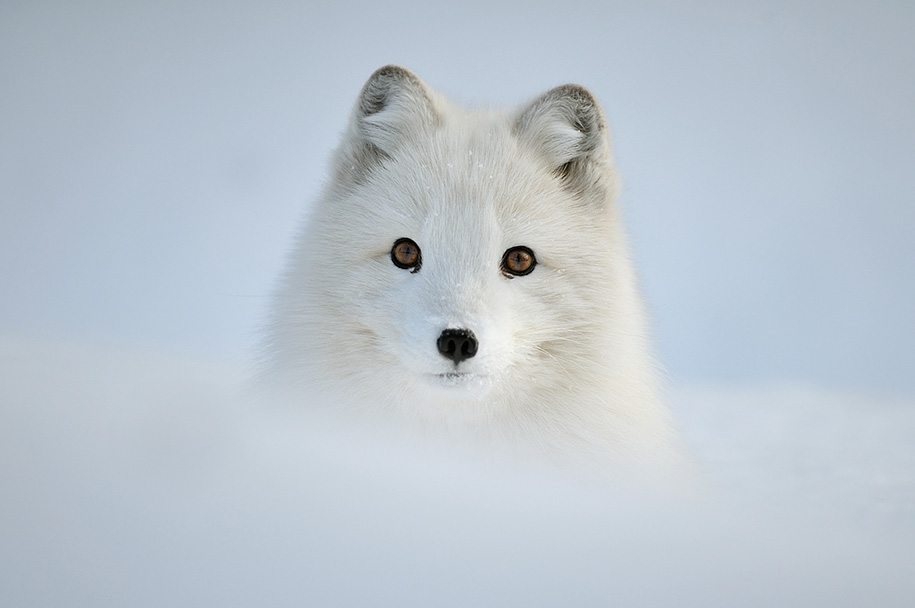 animals in winter 12 - 19 lindas fotografias de animais selvagens durante o inverno