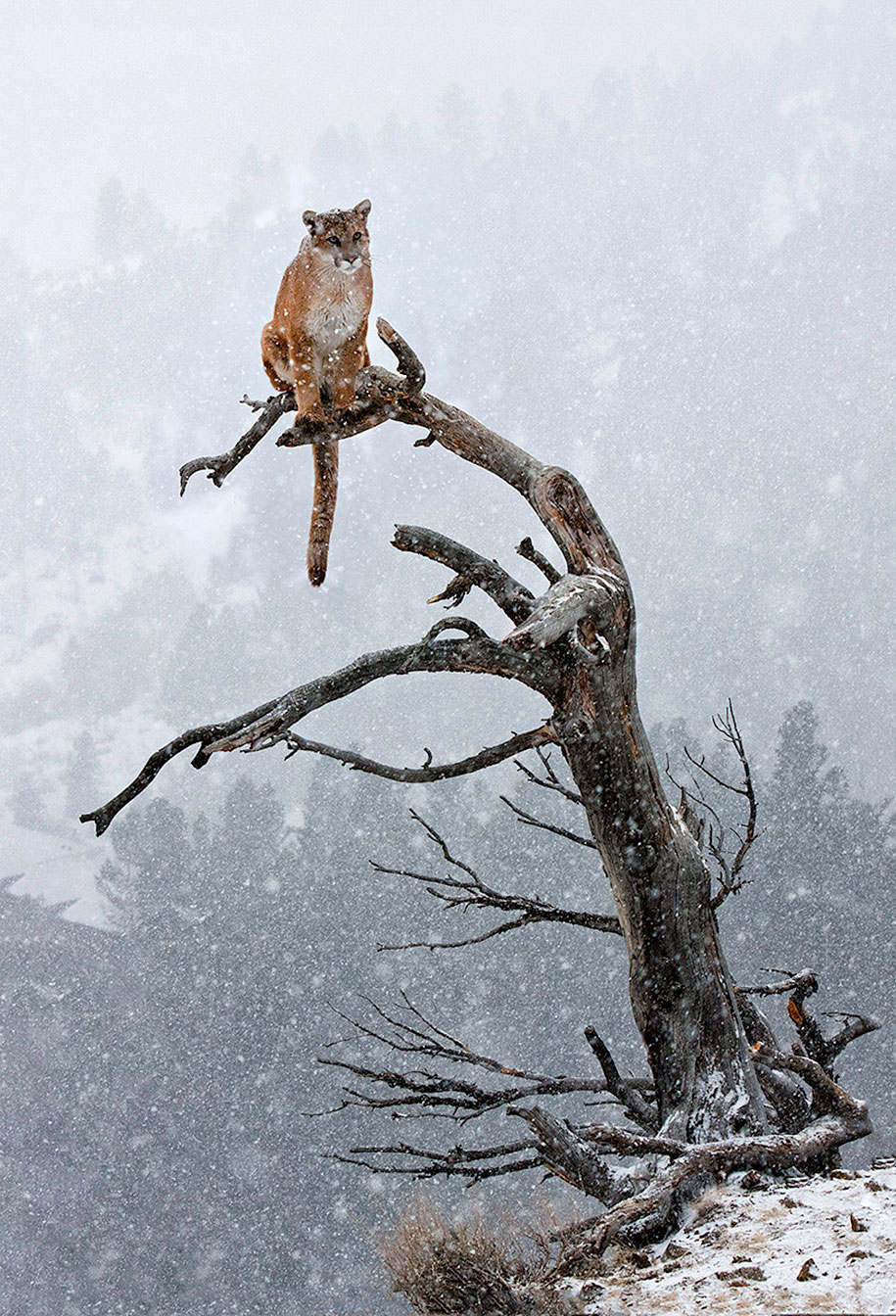 animals in winter 13 - 19 lindas fotografias de animais selvagens durante o inverno