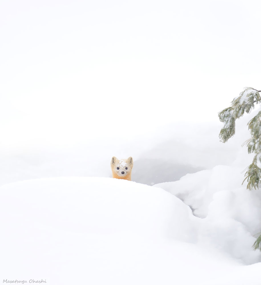 animals in winter 14 - 19 lindas fotografias de animais selvagens durante o inverno