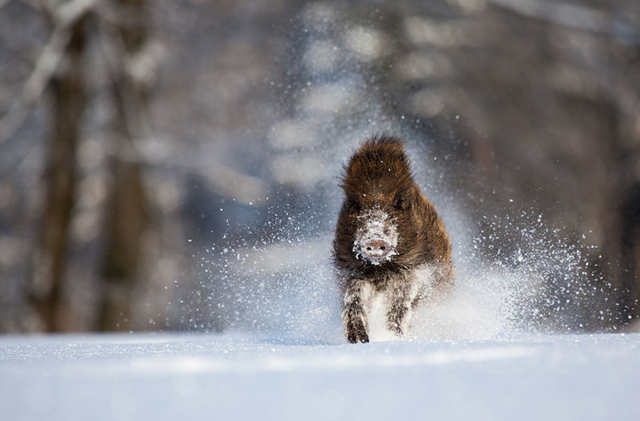 animals in winter 16 2 - 19 lindas fotografias de animais selvagens durante o inverno