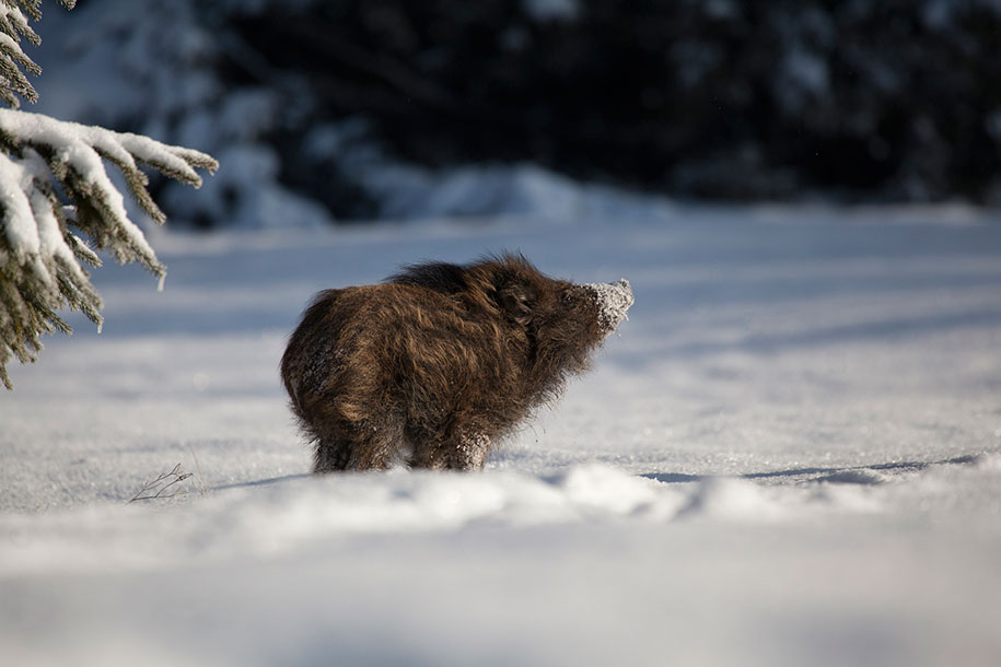 animals in winter 16 - 19 lindas fotografias de animais selvagens durante o inverno