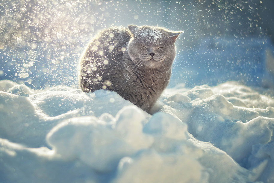 animals in winter 18 - 19 lindas fotografias de animais selvagens durante o inverno