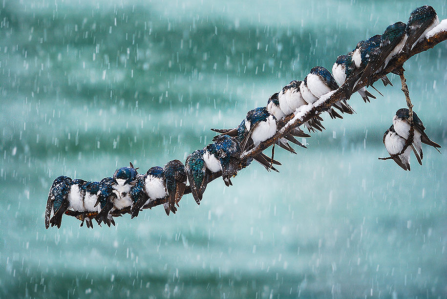 animals in winter 3 - 19 lindas fotografias de animais selvagens durante o inverno