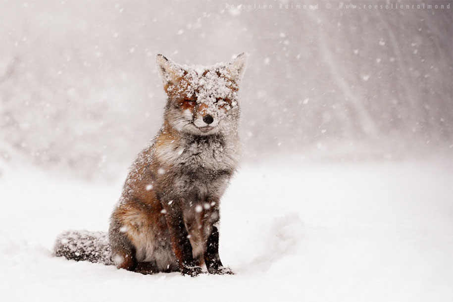 animals in winter 5 - 19 lindas fotografias de animais selvagens durante o inverno