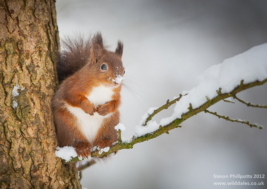 animals in winter 6 - 19 lindas fotografias de animais selvagens durante o inverno