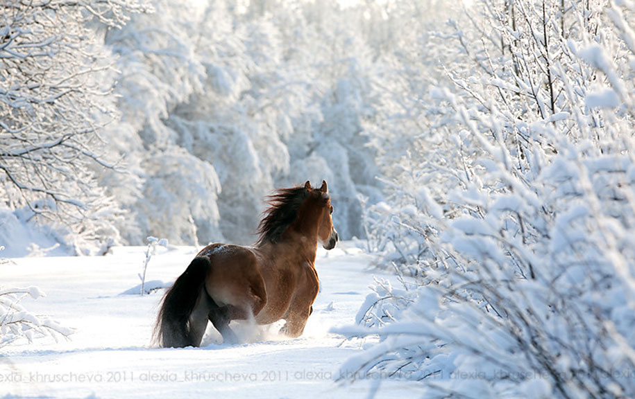 animals in winter 8 - 19 lindas fotografias de animais selvagens durante o inverno