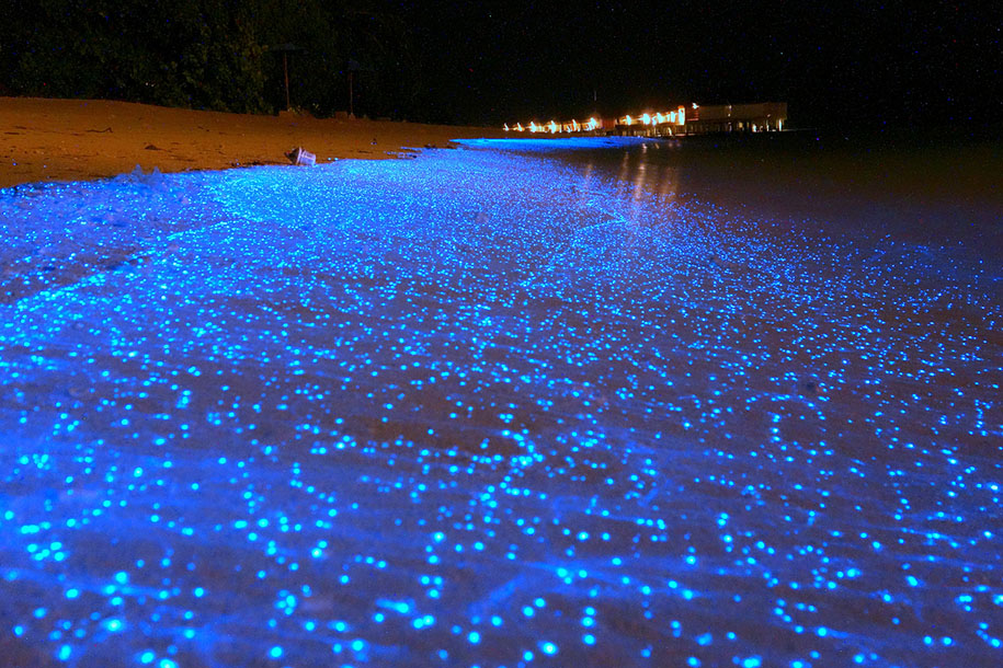 Beach In Maldives Looks Like an Ocean of Blue Stars DeMilked