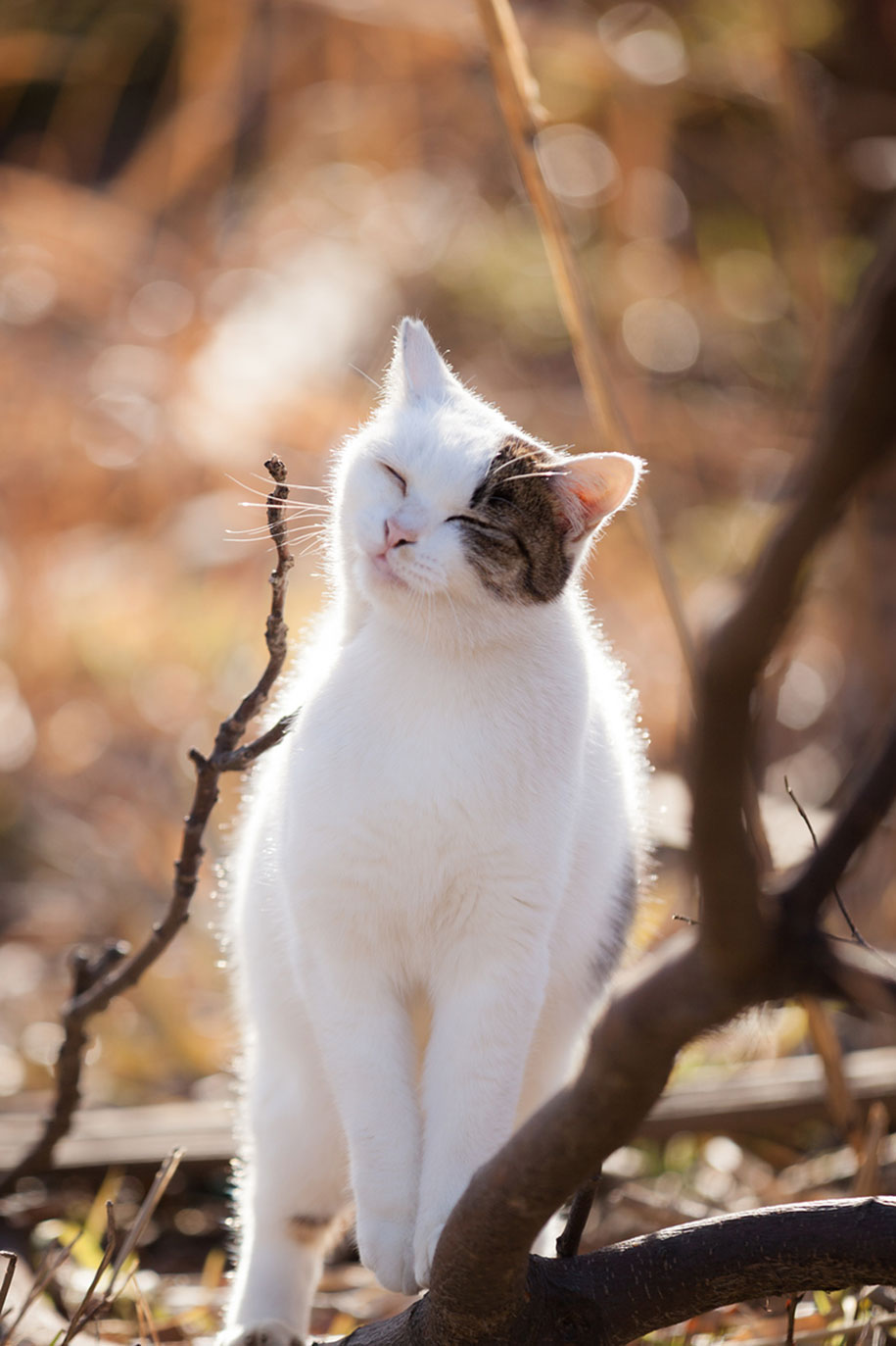 Sunny And Intimate Feline Photography by Seiji Mamiya ...