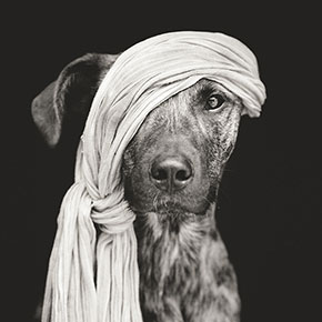 Photographer Takes Heartbreaking Portraits Of Really Old Dogs