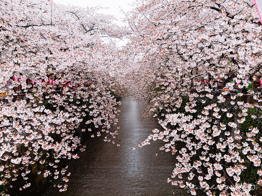 japanese_cherry_blossom