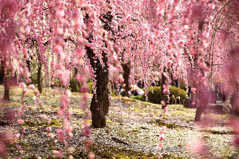 20 Of The Best Pictures Of This Year's Japanese Cherry ...