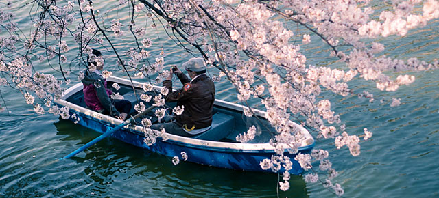 japanese_cherry_blossom