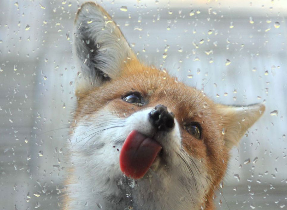 22 Breathtaking Wildlife Pictures Of Beautiful Foxes | DeMilked