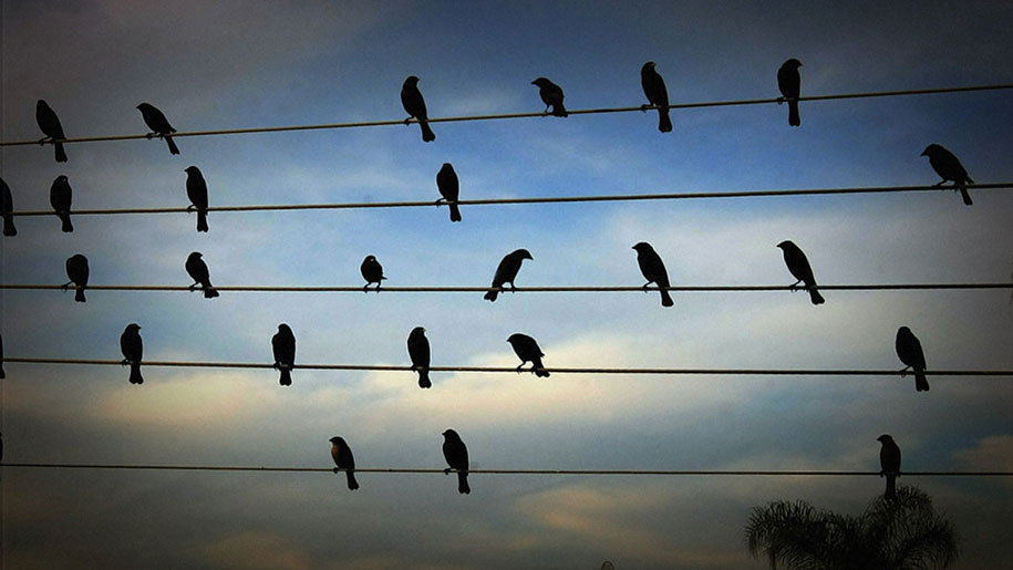 Birds’ Positions On Electric Wires Turned Into Enchanting