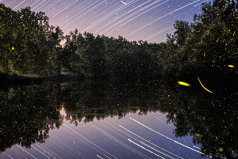 Magical Long-Exposure Firefly Pictures By Vincent Brady